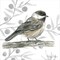 Backyard Birds II-Chickadee by Kelsey Wilson 12" x 12" Canvas Wall Art
